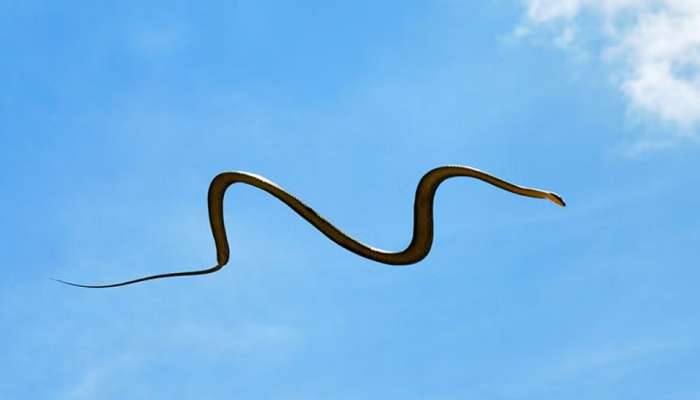 Flying snake: గాలిలో తేలియాడే వింత పాము.. రెక్కలు లేకున్నా 100 అడుగుల ...