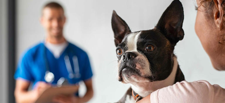 Guida al microchip per cani: costi, funzionalità e a cosa serve