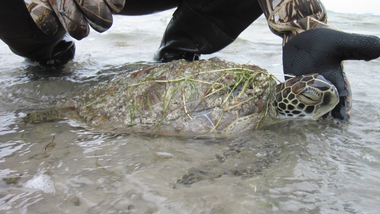 Watch: Cold-stunned sea turtles rescued from Texas coast during winter ...
