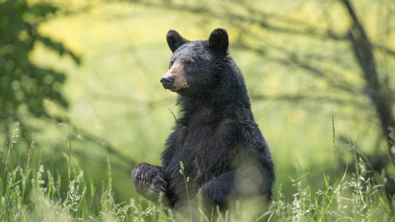 Beer made with bear poop, a 'likely' first, brewed for the Super Bowl