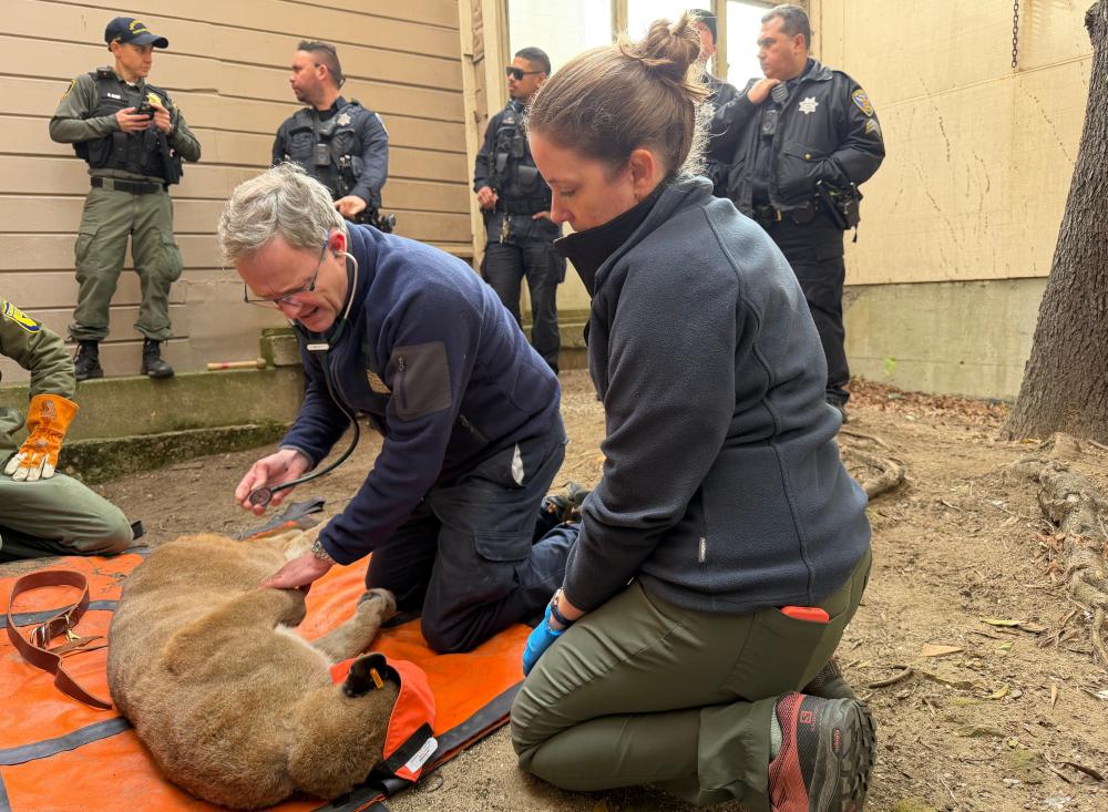 Live TV report on cougar capture in San Francisco neighborhood interrupted by coyote<br><br>