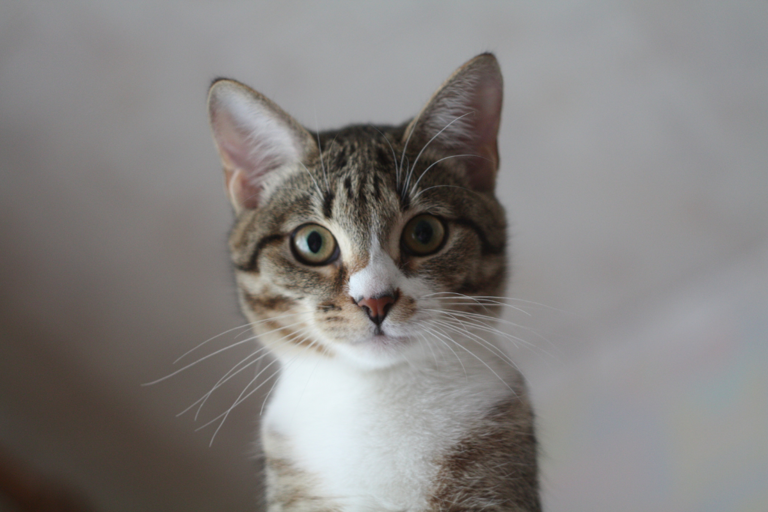 Cute cat sitting on top of a door creates the funniest optical illusion