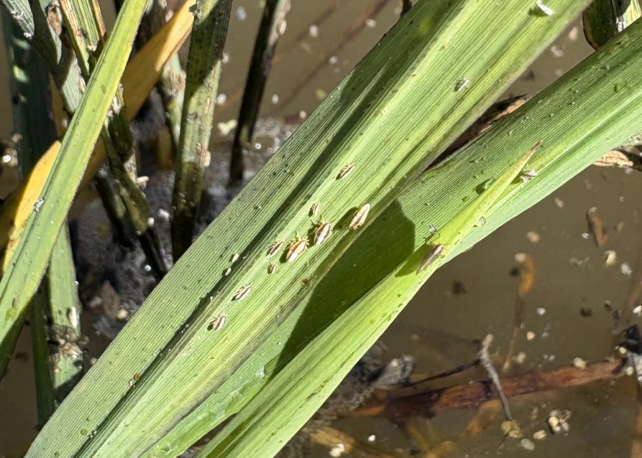 Rice delphacid presents new threat to Mississippi crop