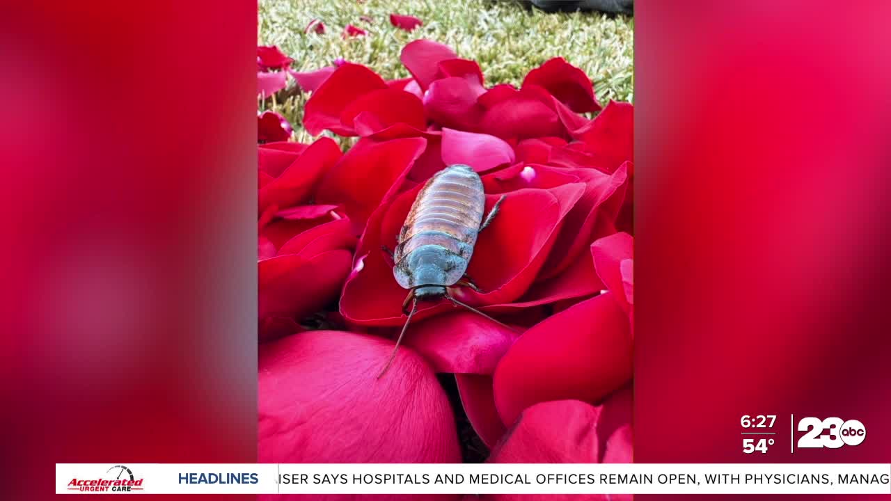 'Roses or roaches' Valentine's Day fundraiser
