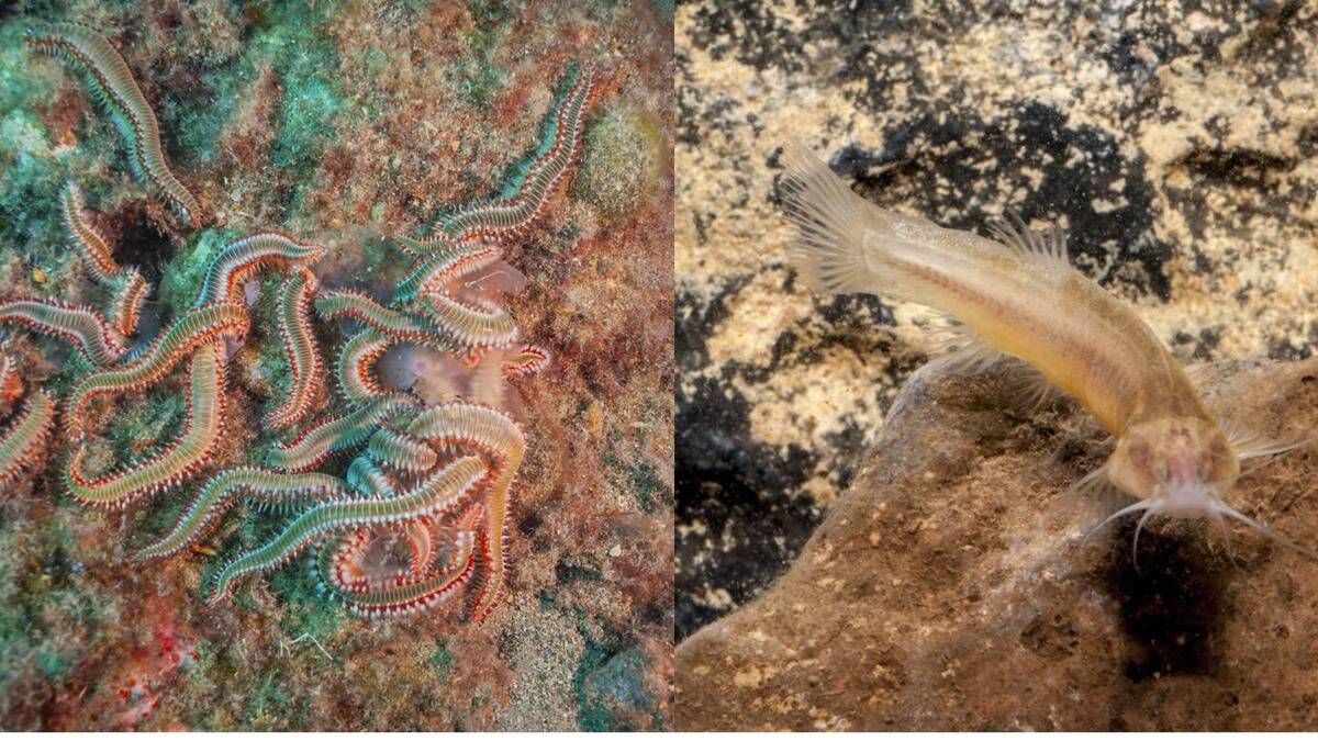 Creatures that survive without sunlight