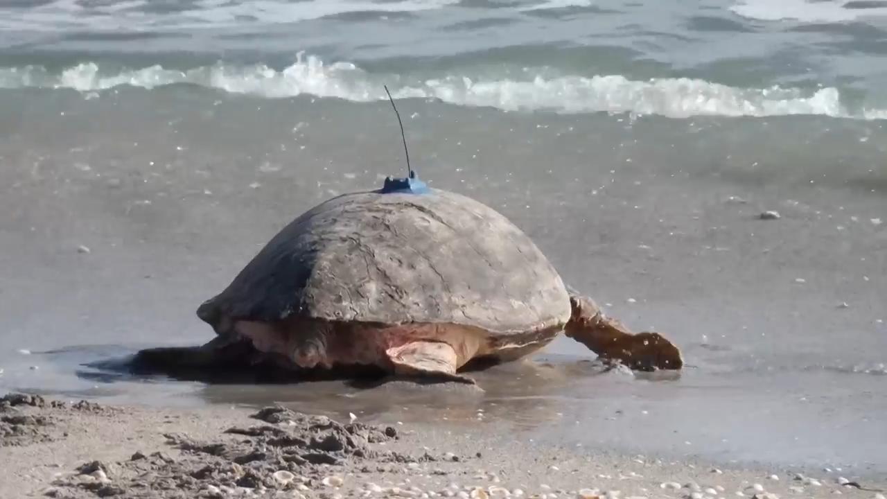 Loggerhead sea turtle returns to Atlantic Ocean with satellite tracker