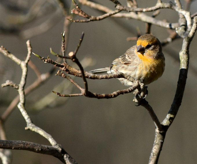 Why do some house finches have yellow feathers?
