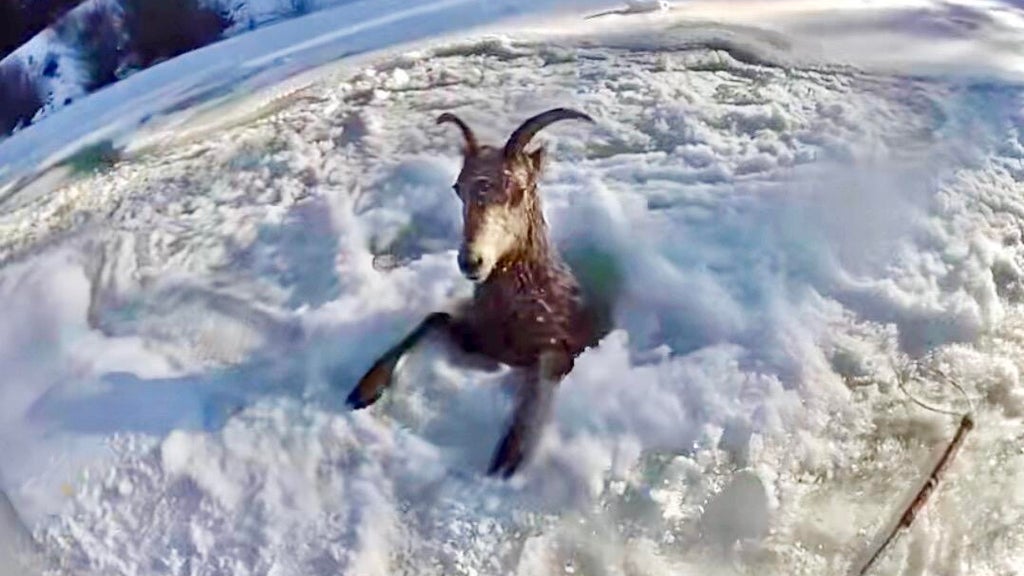 Colorado crews rescue bighorn sheep that fell through the ice on ...