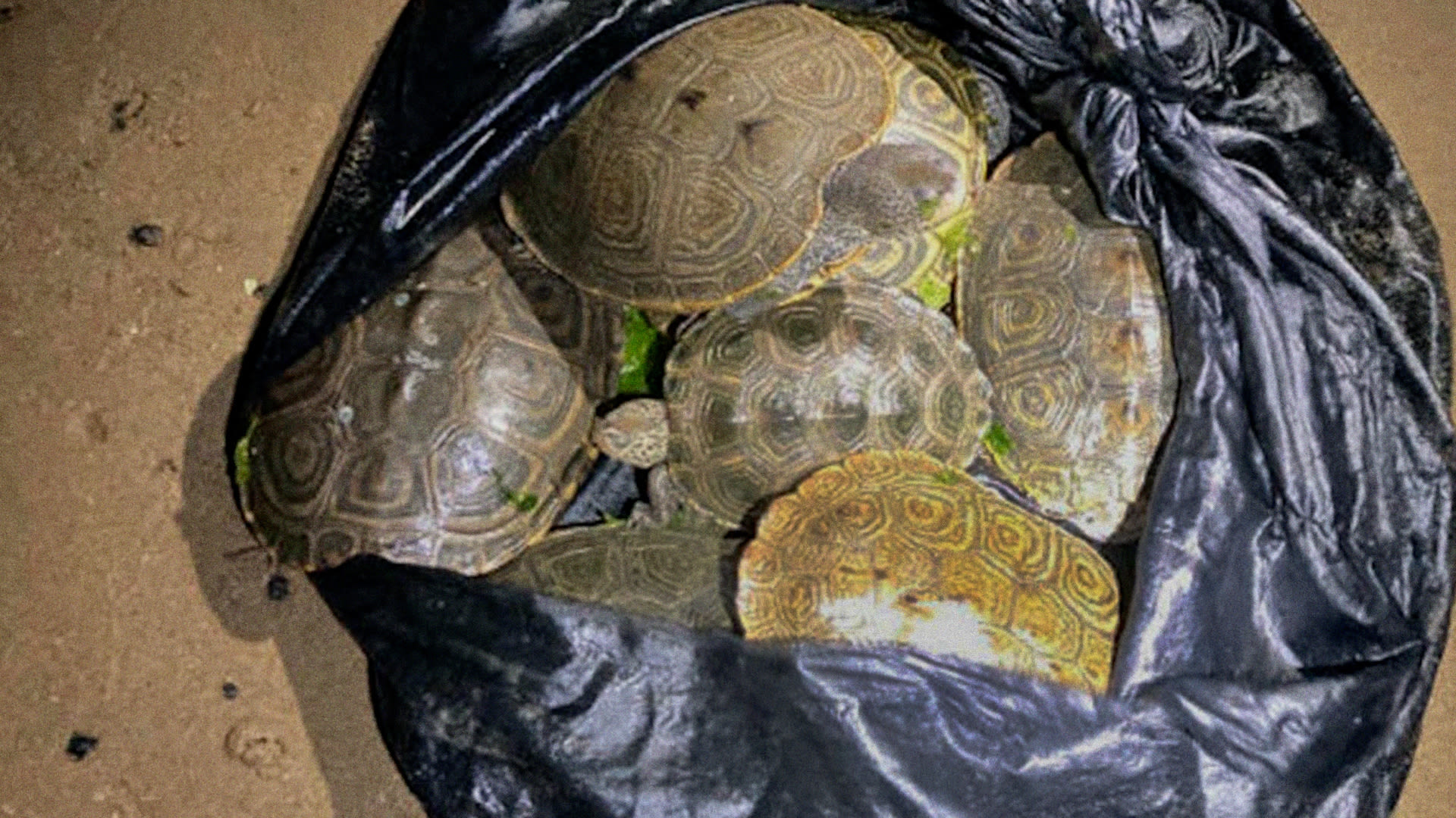 Poaching wildlife in New York City - All For One