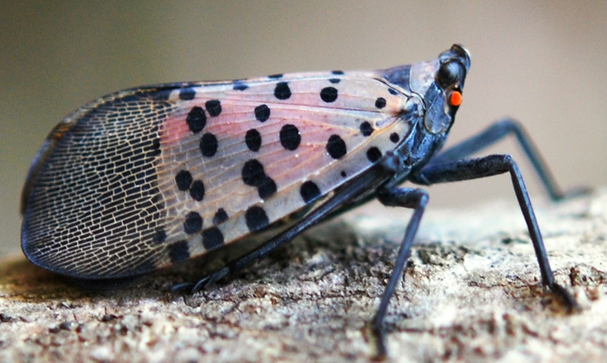Spotted lanternfly infestation confirmed in East Bridgewater, town says
