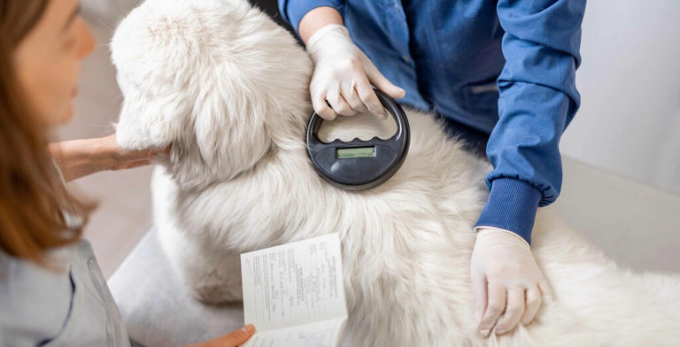 Guida al microchip per cani: costi, funzionalità e a cosa serve