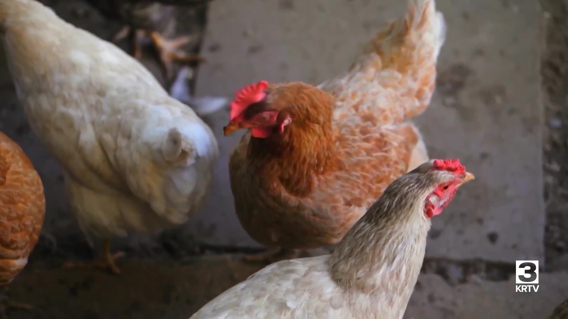 Bird flu reported in Carbon County backyard flock