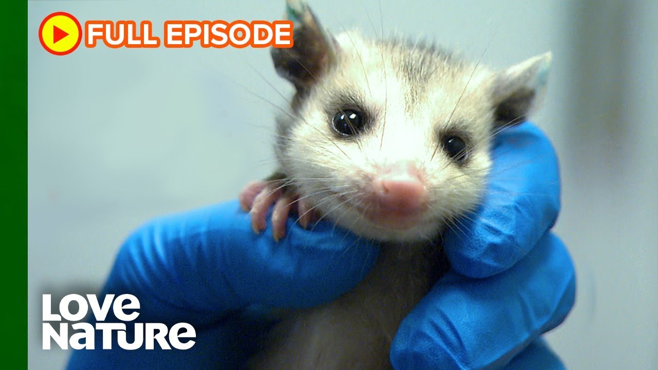 Wild baby animal rescues that will melt your heart | City Wildlife ...