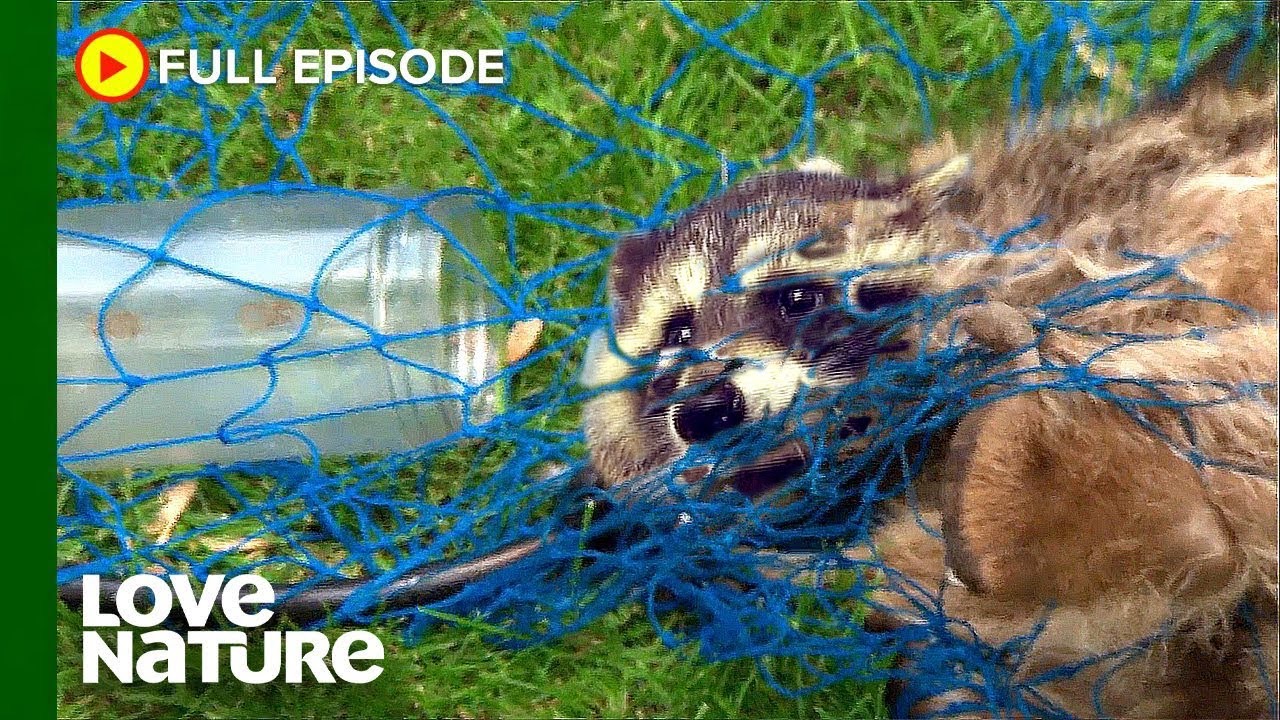 Rescuers free raccoon with head stuck in jar | City Wildlife Rescue Ep105