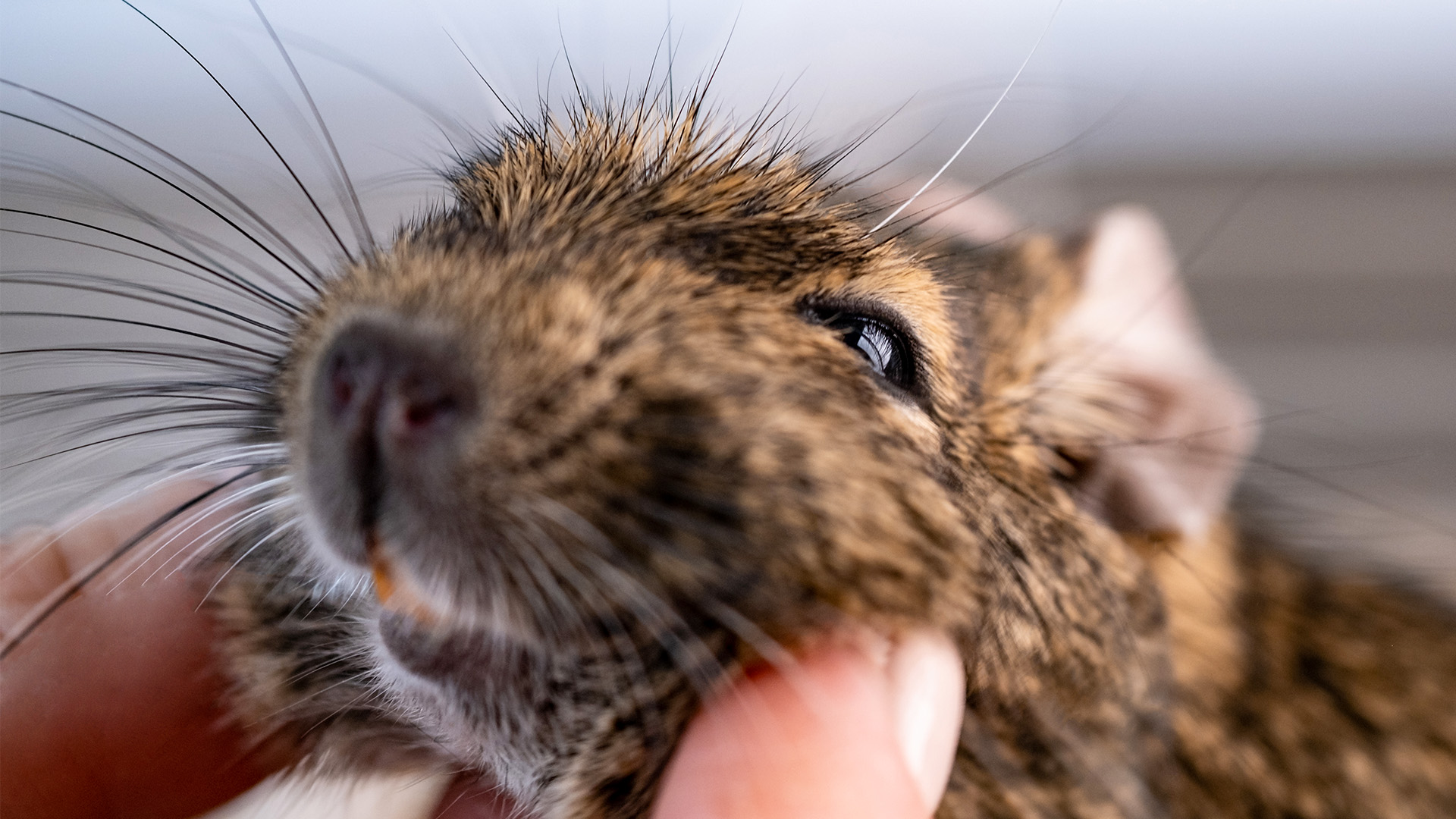 Rats are smarter than you think | Animal Empires 104