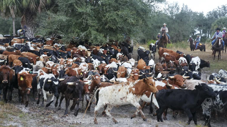 Step back into the past with the Great Florida Cattle Drive