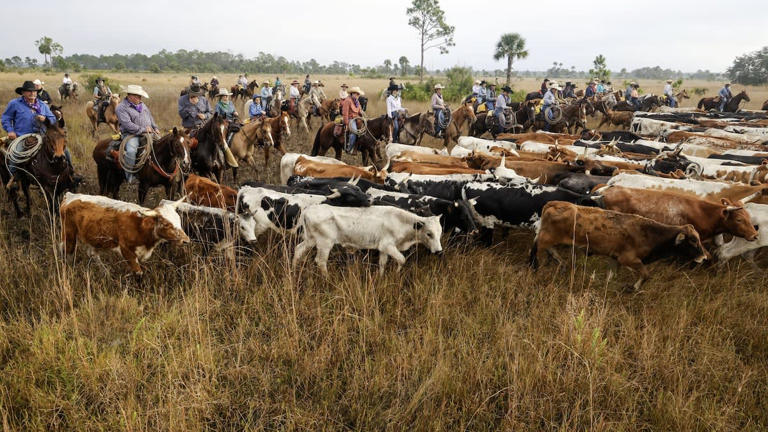 Step back into the past with the Great Florida Cattle Drive