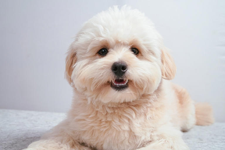 Plush 'teddy bear' dog taking whirlwind trip around the world is mood ...