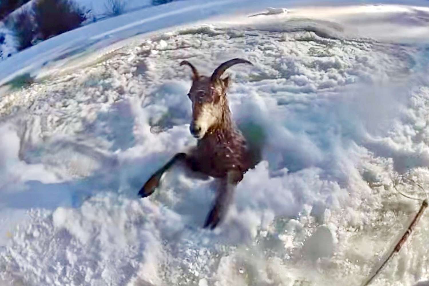 Bighorn sheep stuck in icy hole on a frozen Colorado river needs 'epic ...