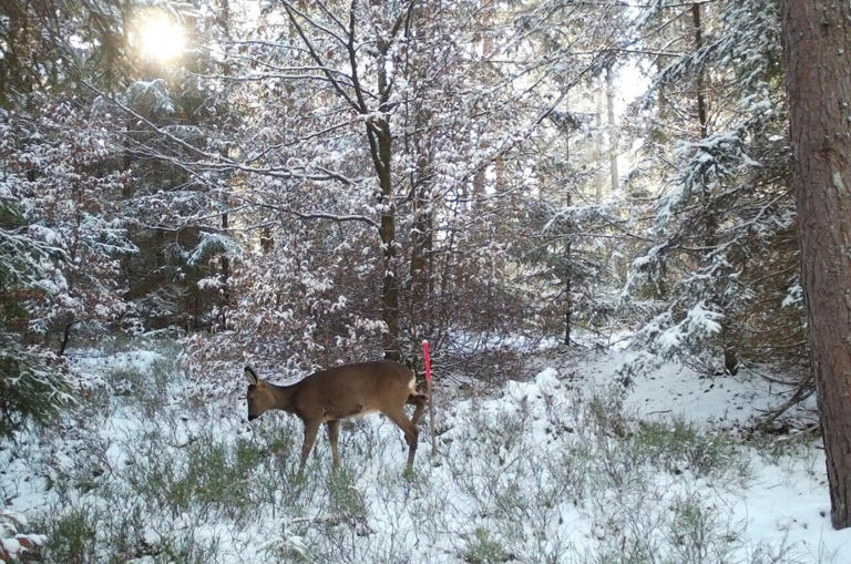Just the smell of Lynx can reduce deer browsing damage in recovering ...