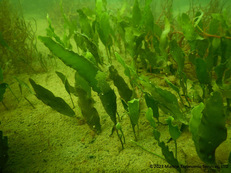 Port of San Diego gets $200K grant to stop invasive seaweed in San ...
