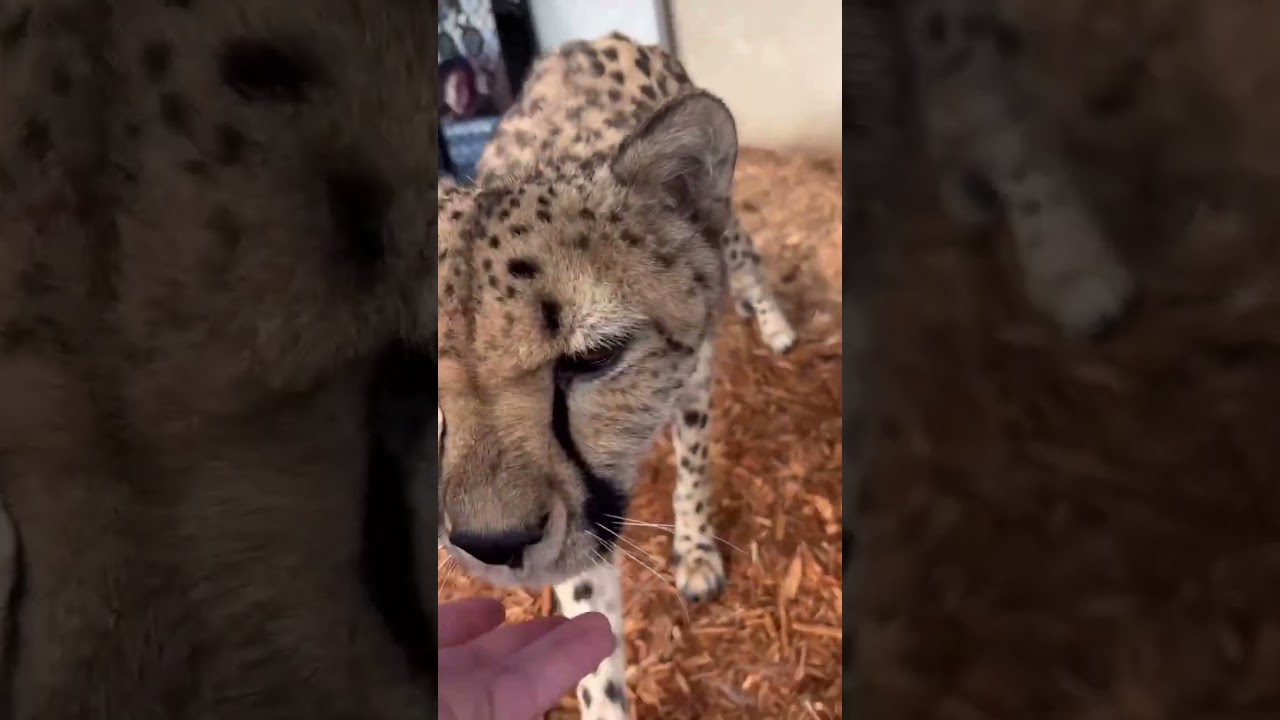Cheetah purrs softly while relaxing in its habitat