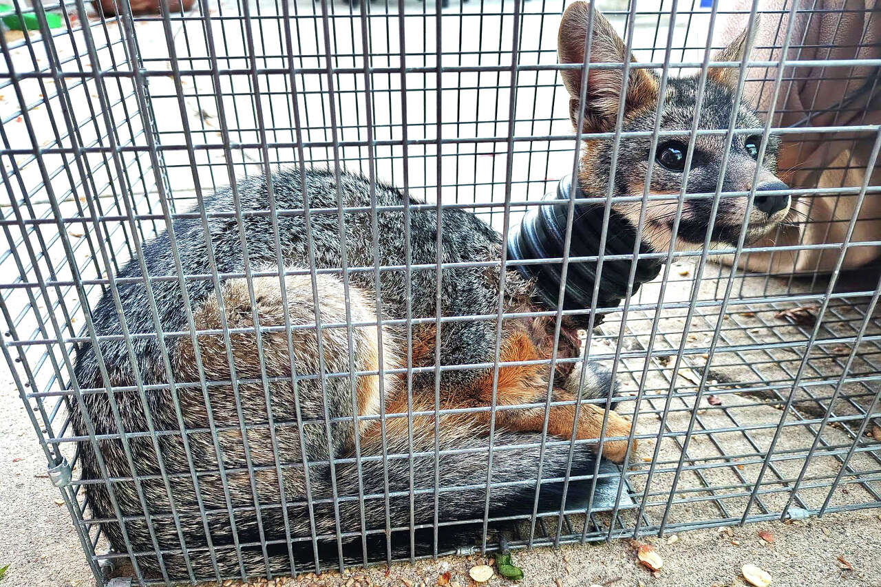 SPCA calls Calif. town locals 