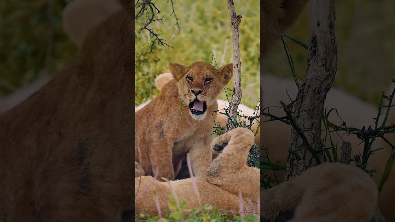 Watch a majestic young lion cub playing in grass