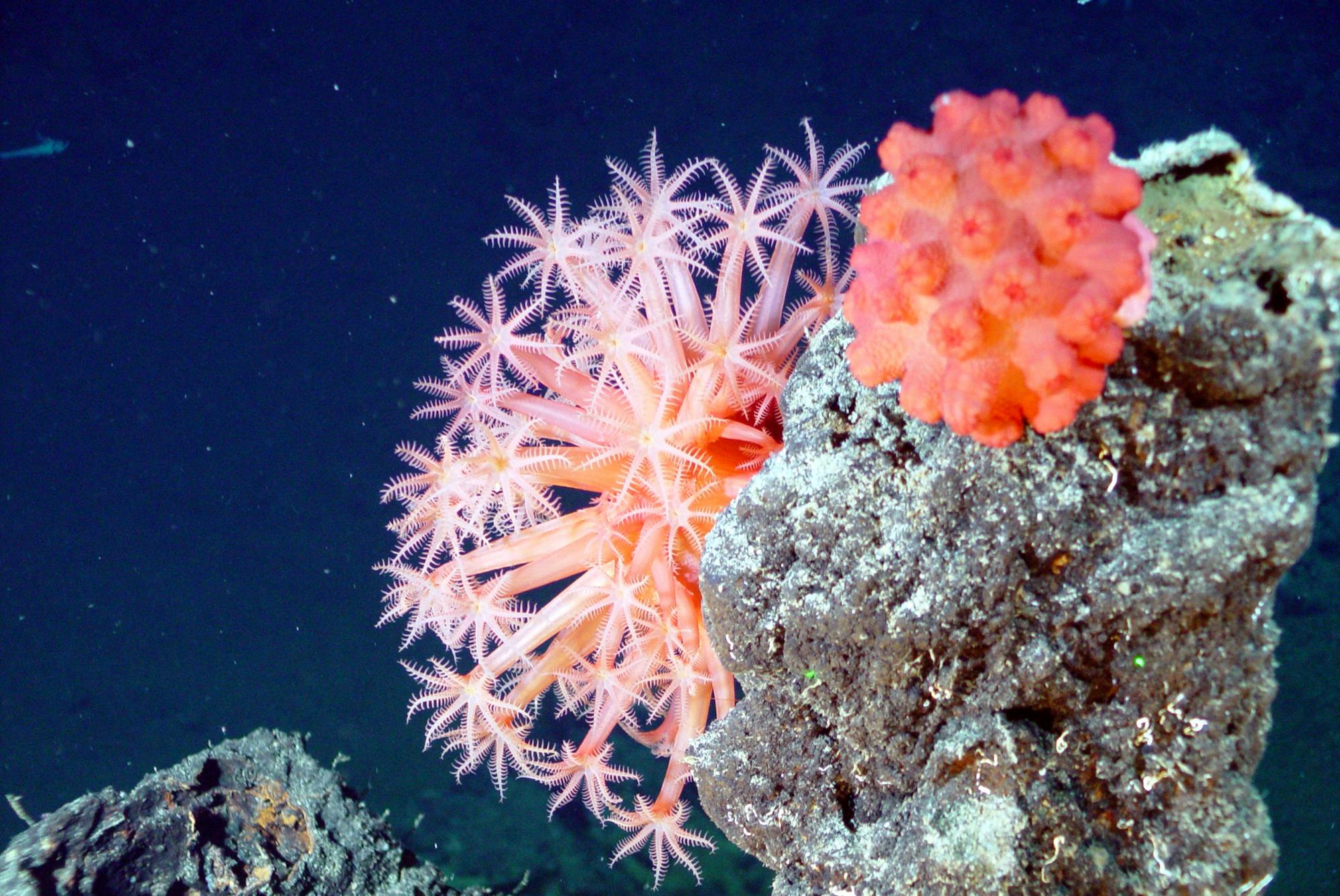 Submarine mountains and long-distance waves stir the deepest parts of ...