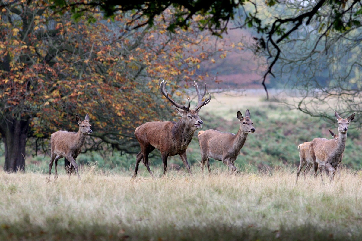 The lynx effect: Smell of predators enough to curb deer browsing, study ...