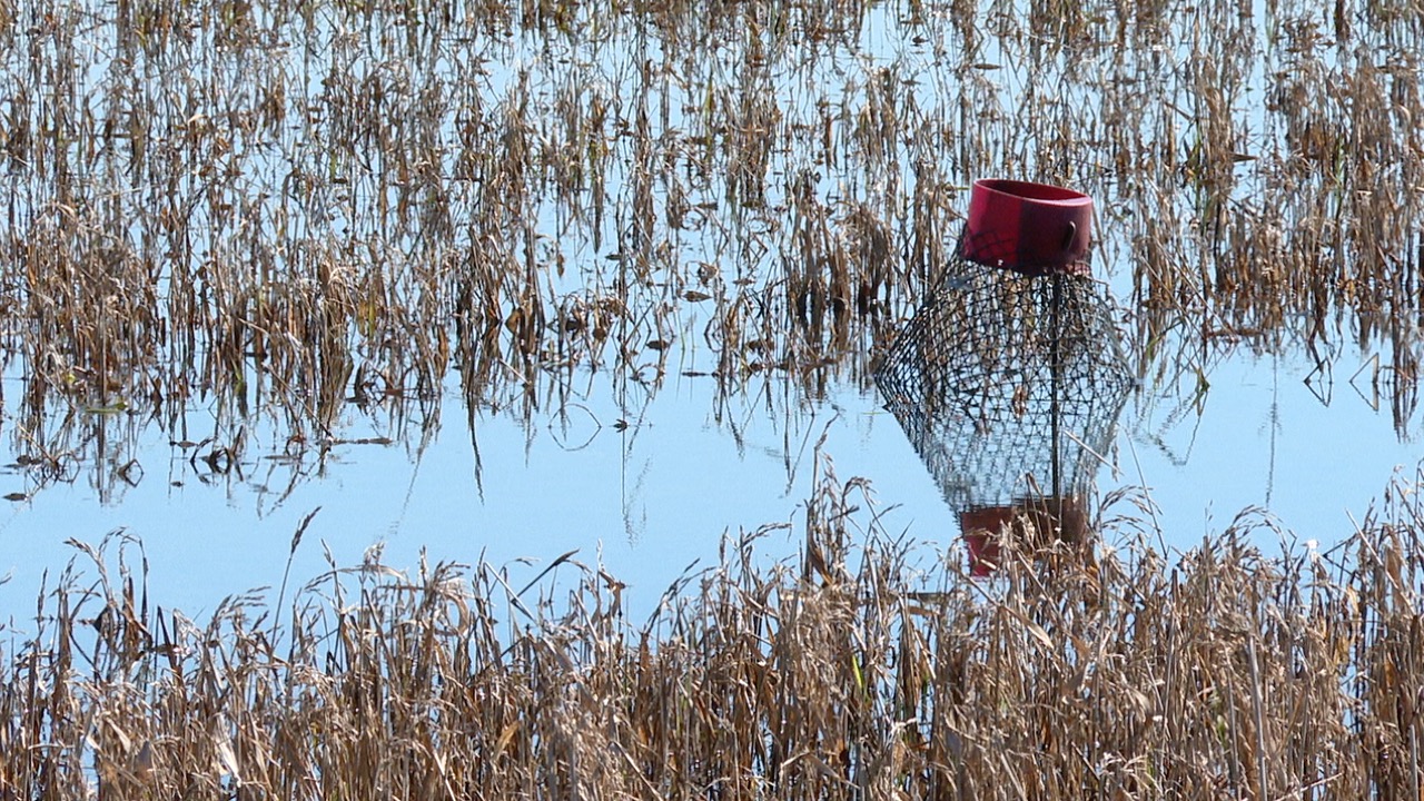 Cold snap slows crawfish season as farmers wait for warmer weather