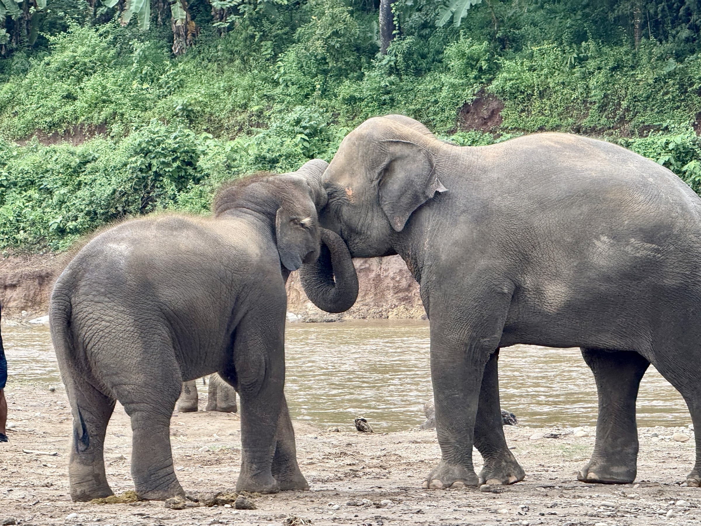 Thái Lan tiêm thuốc tránh thai cho voi rừng