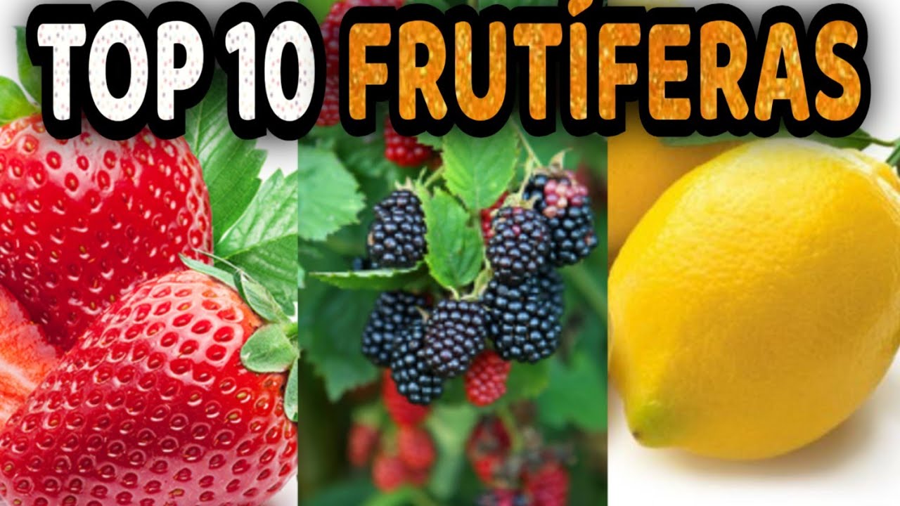 Quais as melhores frutas para plantar em vaso