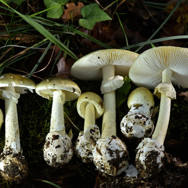 Yet another person dies from eating toxic 'death cap' mushroom in Calif.