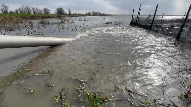 Flooded California rice fields provide critical habitat as scientist ...