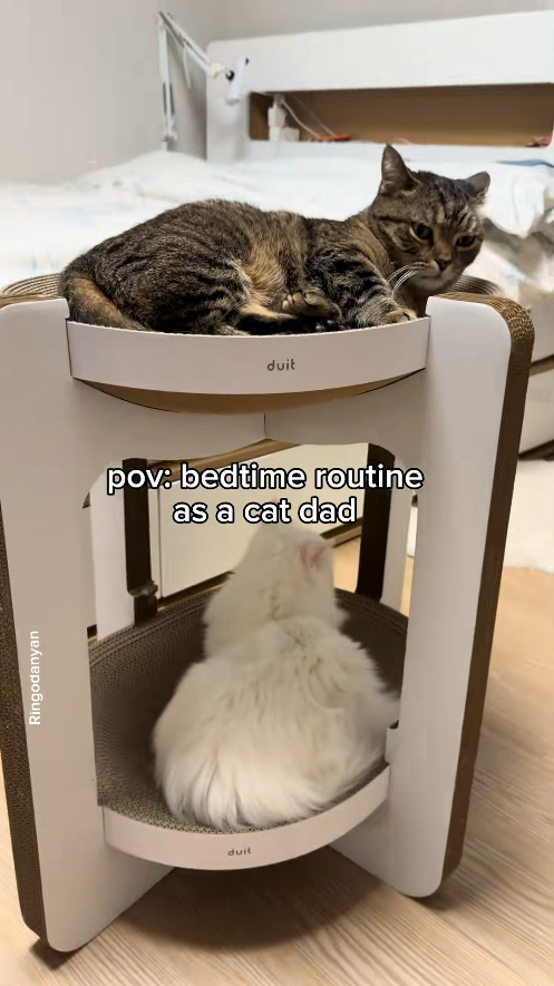 VIP cat transport for Sleepy Cuddles