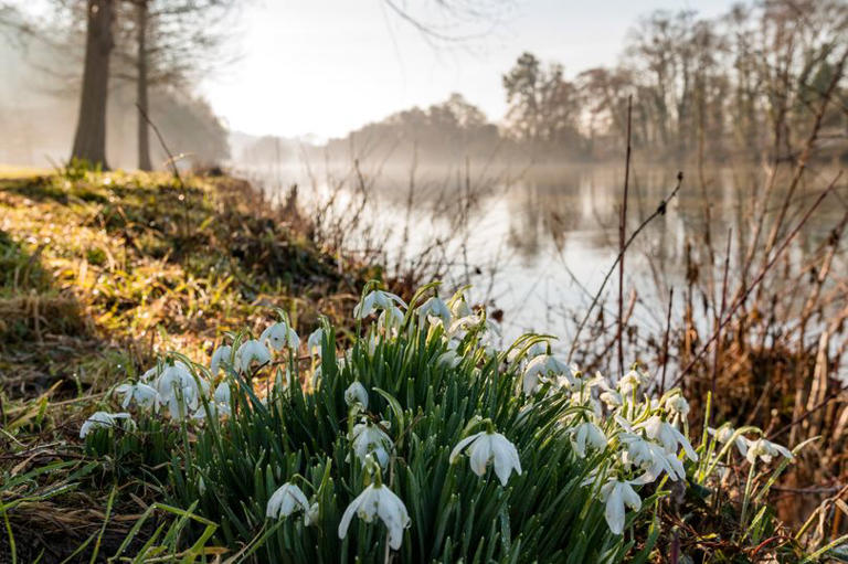 The stunning snowdrop walk 30 minutes from Surrey worth visiting this ...