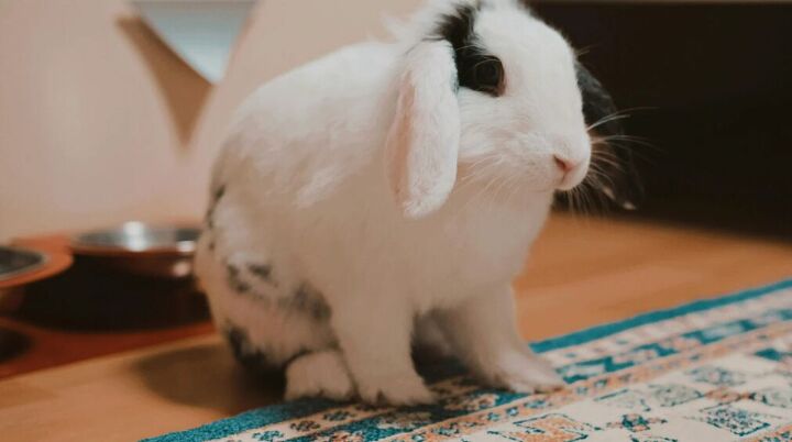 4 tips for keeping a pet rabbit indoors