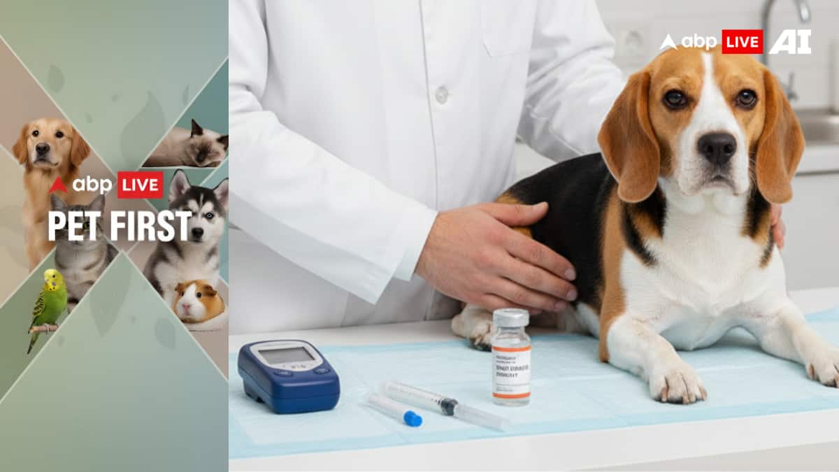 ABP Live Pet First: Is your pet at risk? Key signs of diabetes in dogs ...