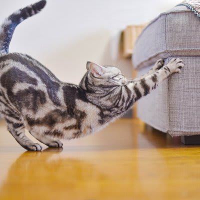 猫にとって欠かせない『ナイトルーティン』3選 不思議な行動に隠された意味とは