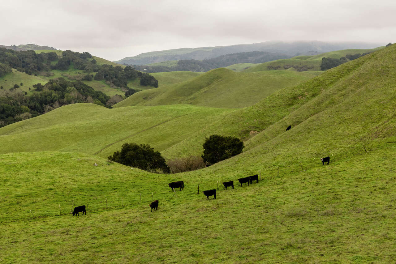 Land trust buys scenic Bay Area ranch, halting controversial plan for a quarry<br>