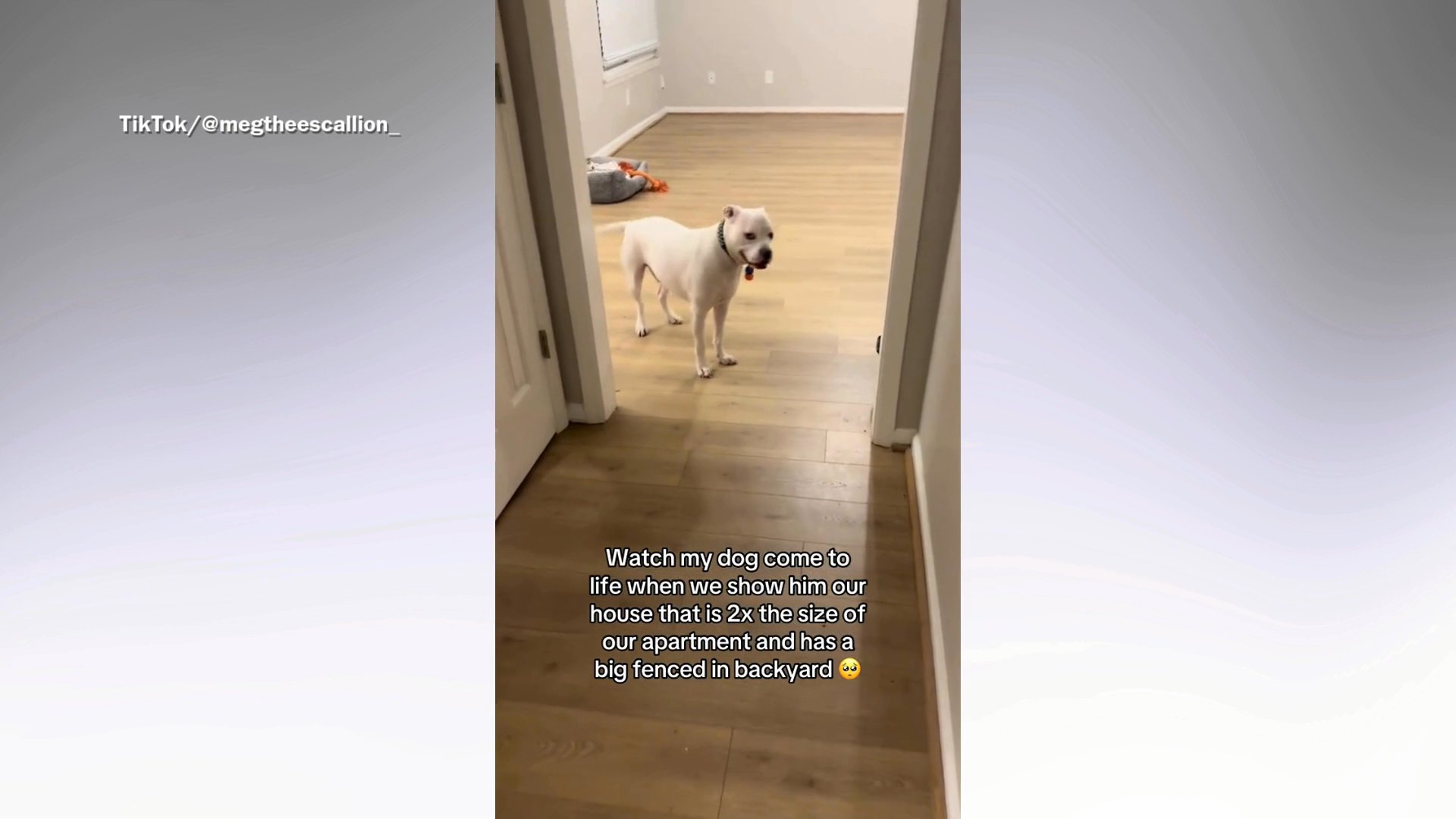 Moment pit bull who’s ‘never had a yard’ discovers a garden goes viral<br>