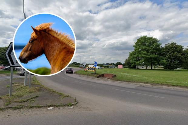Horse dies after being hit by car on south Essex roundabout as appeal ...