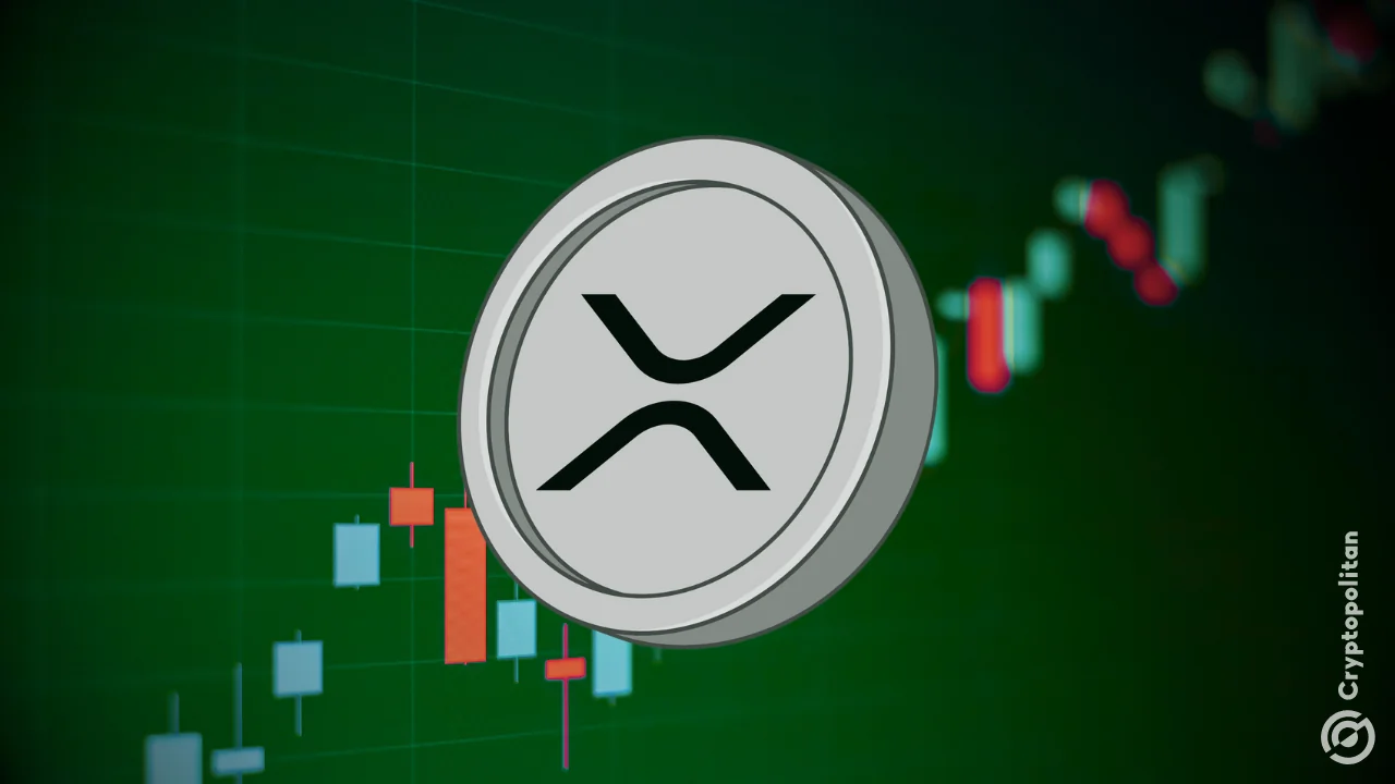 XRP wallets worth $1M+ increase as big holders keep buying