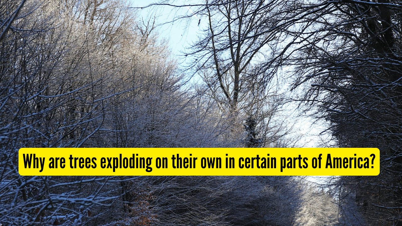 Why are trees exploding on their own in certain parts of America?
