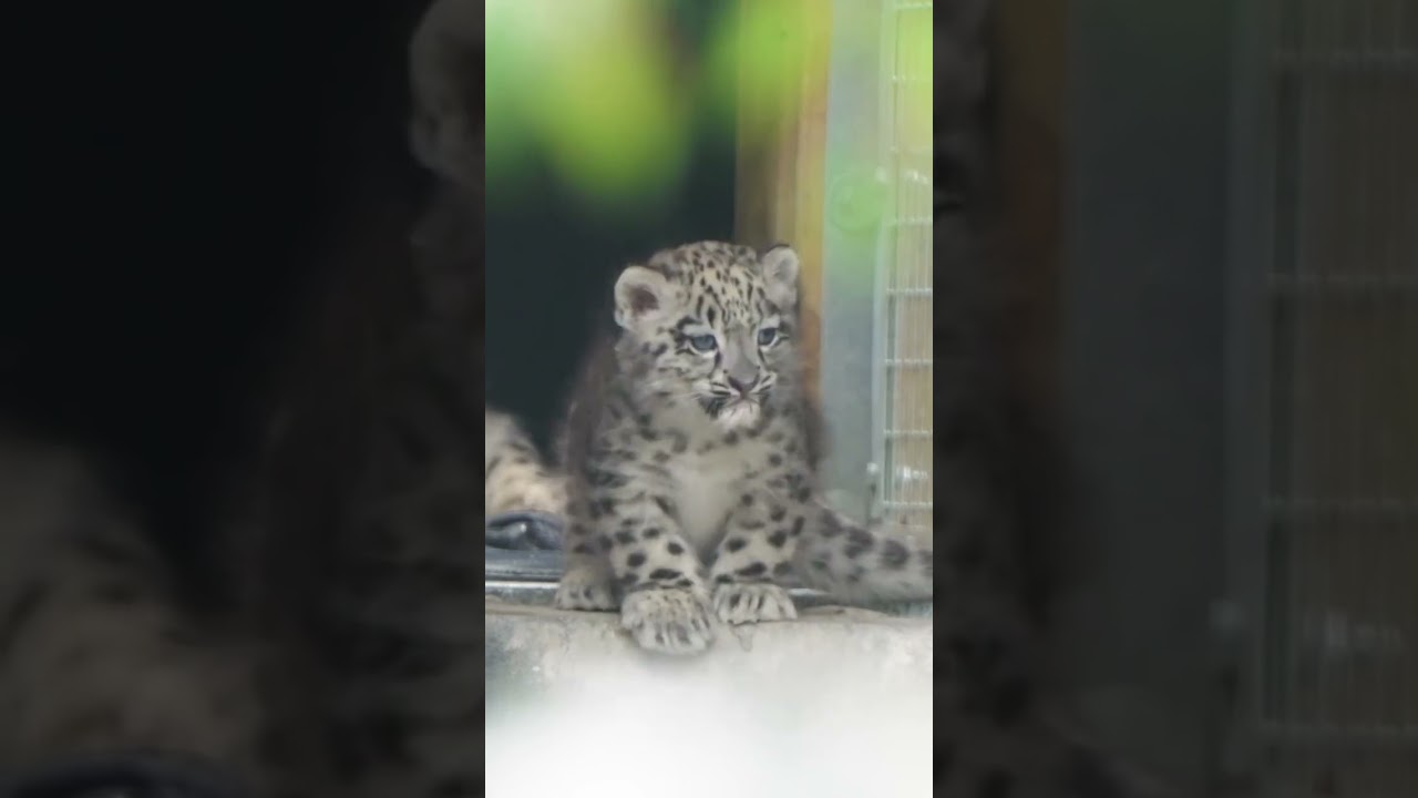 Prepare yourself—this baby snow leopard is almost too cute to handle