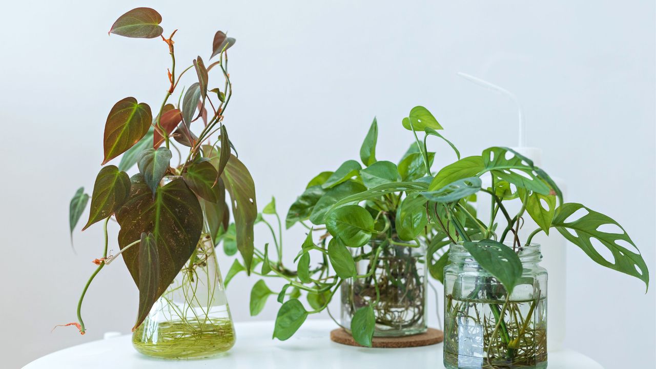 7 plants you can grow in water all year round – the effortless, mess ...
