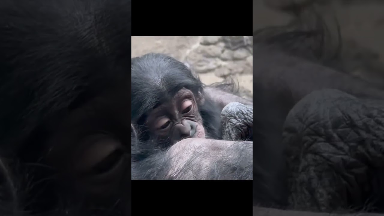 Sleepy baby bonobo fights bedtime in the most adorable way