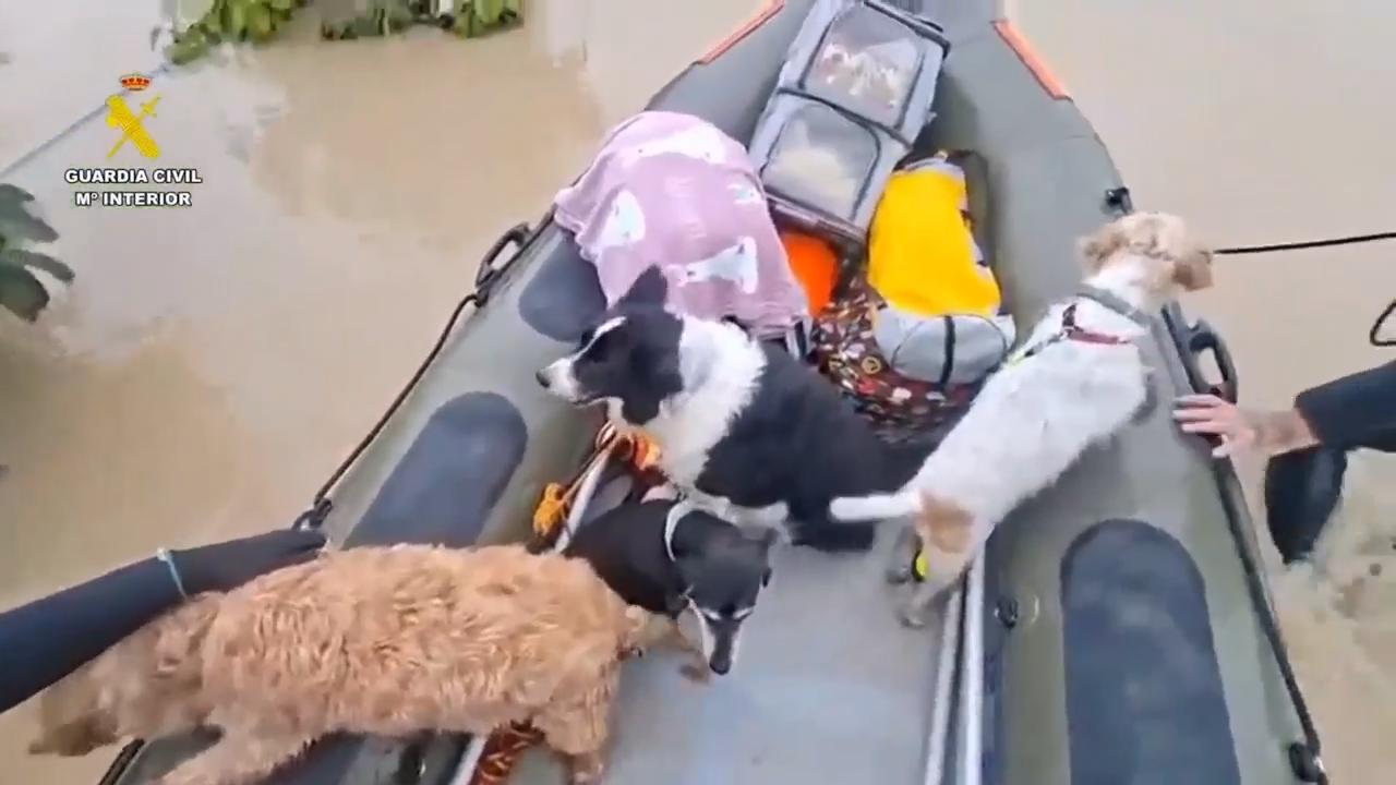 Cats and dogs rescued after flood waters hit Jerez in southern Spain<br><br>