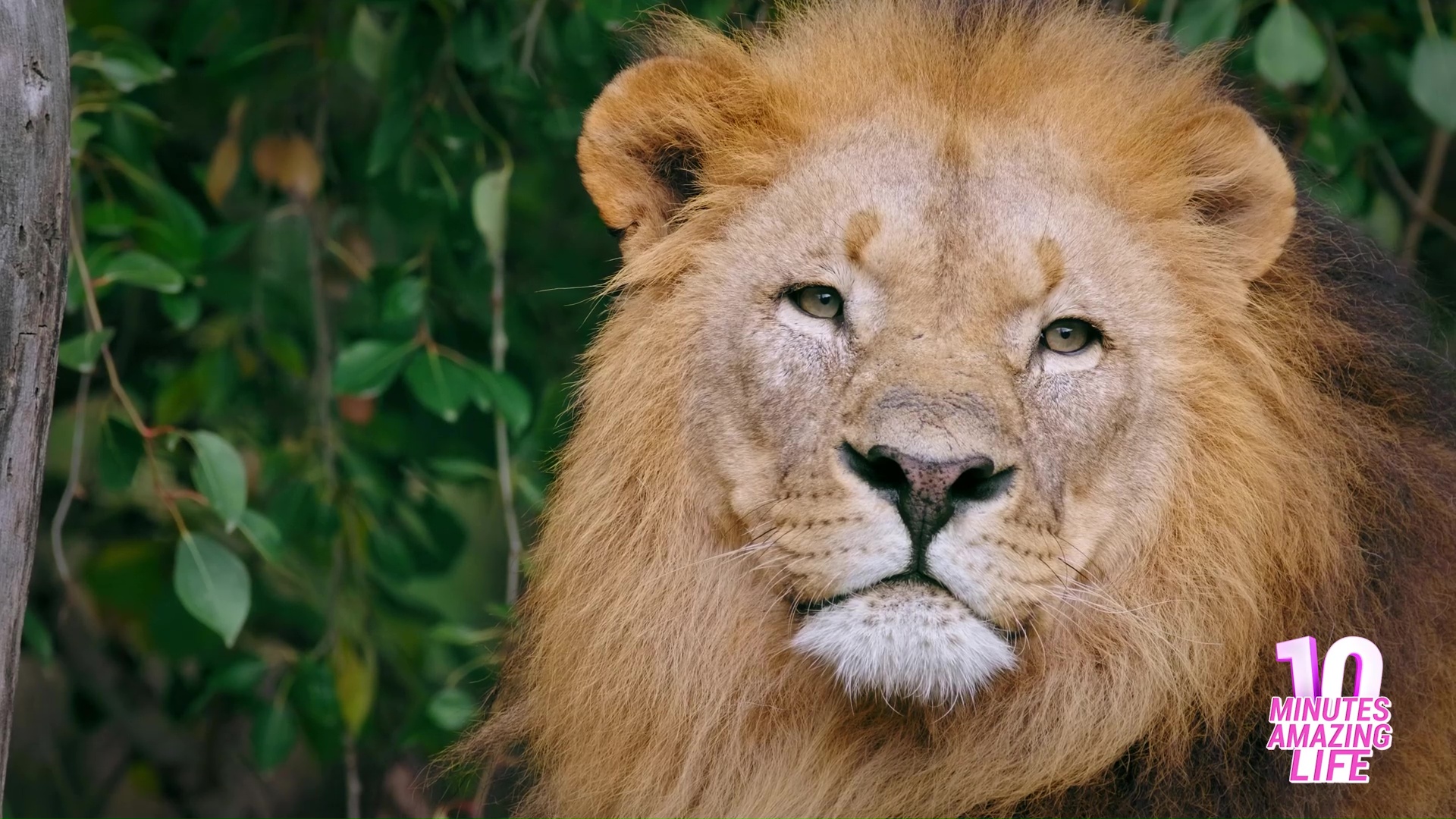 Close view of a lion resting while observing its territory